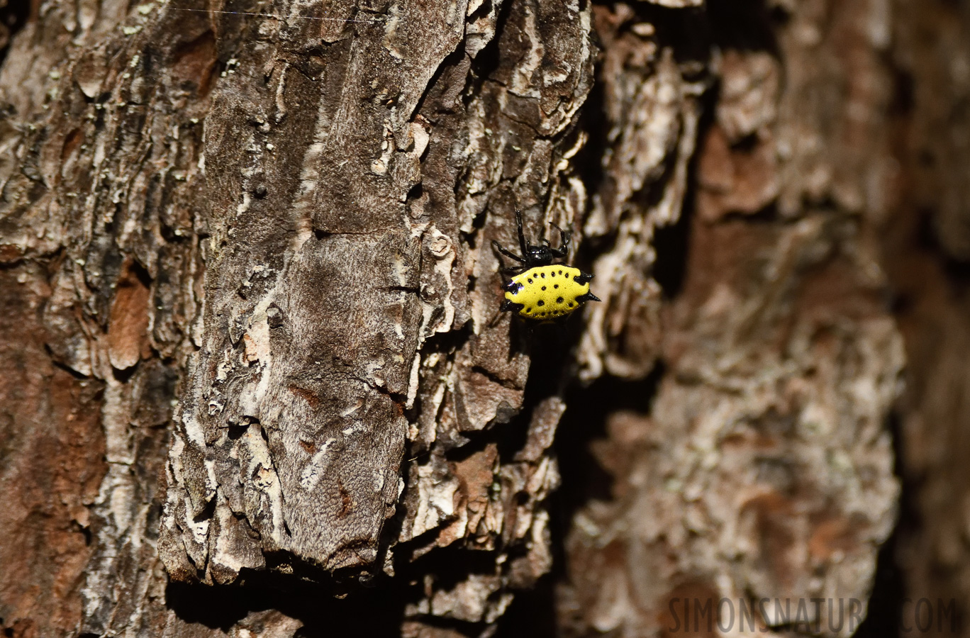 Gasteracantha cancriformis [400 mm, 1/2500 sec at f / 5.0, ISO 2500]